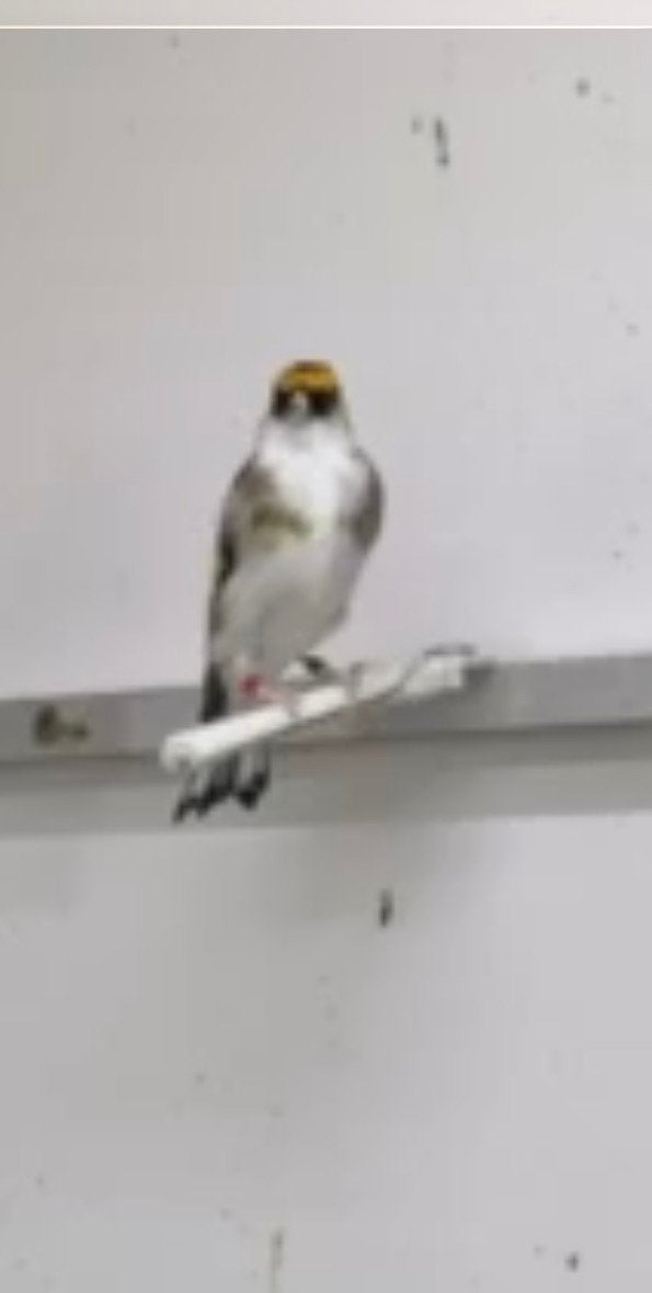Parva putters, Meerdere dieren, Wildzangvogel, Geringd