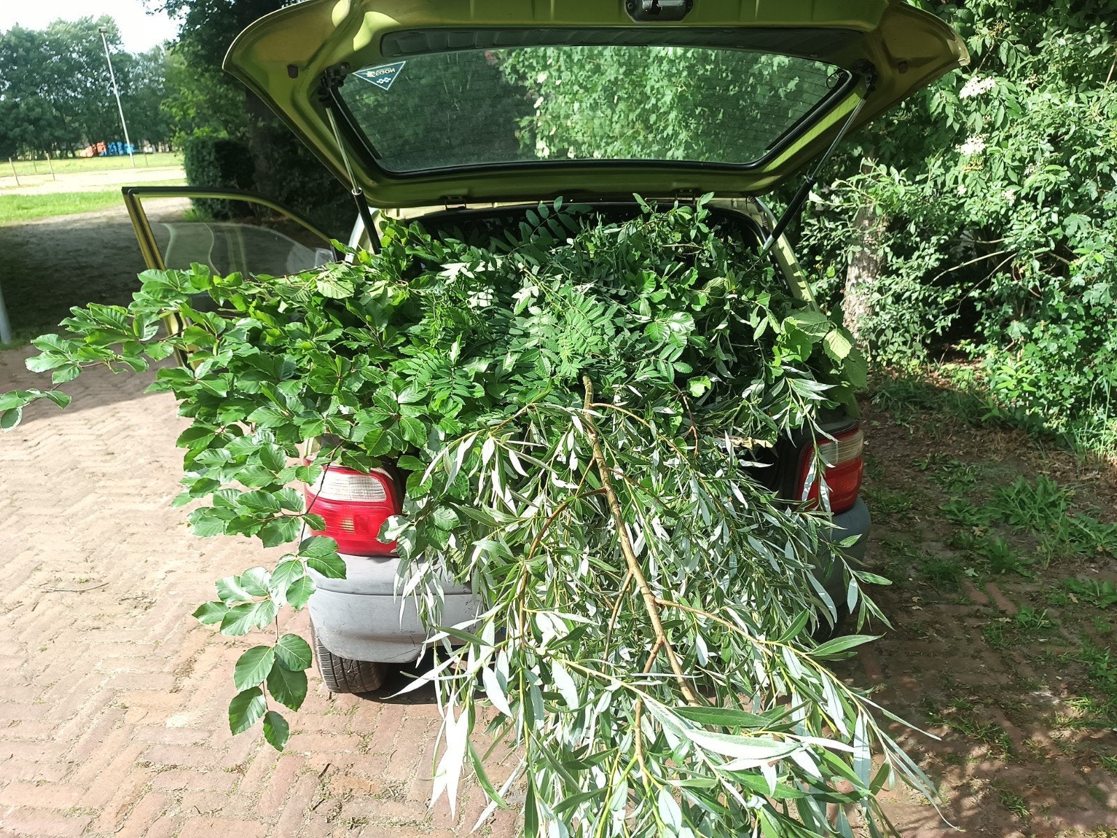 Gevraagd: vlierstruiken, Tuin en Terras, Planten | Struiken en Hagen, Ophalen of Verzenden, Overige soorten
