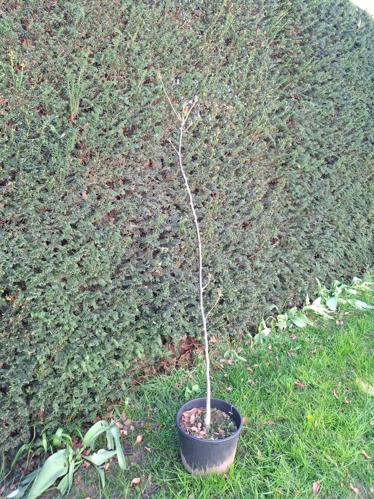 Walnoot boom 1,5 meter, Ophalen, 100 tot 250 cm, Lente