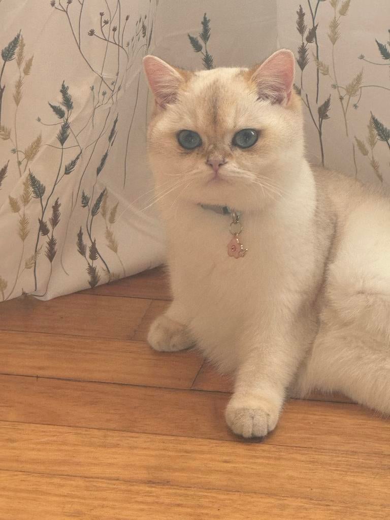 Britse korthaar poes met Stamboom/ FOK, Poes