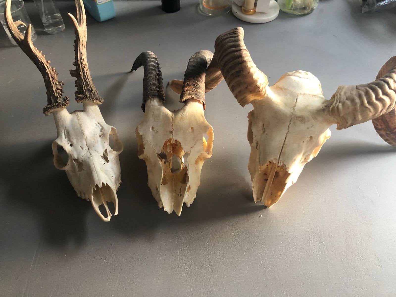 Set dierenschedels, Ophalen of Verzenden, Gebruikt, Hert, Schedel
