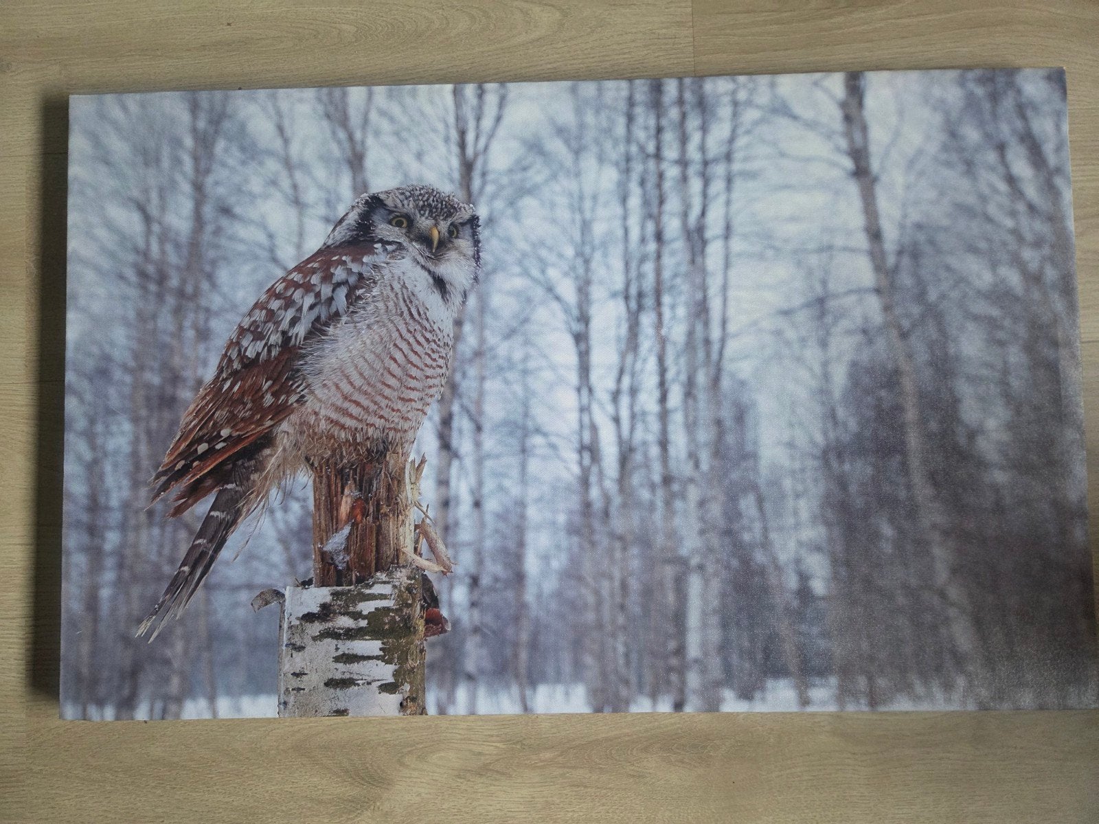 Canvas doek sneeuw uil winter, Ophalen, Zo goed als nieuw, Schilderij, 75 tot 100 cm
