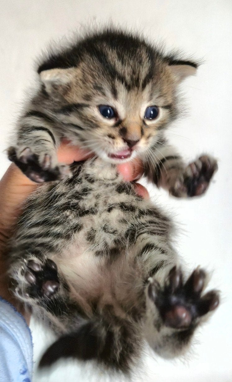 4 lieve halve britskorthaar kittens tekoop