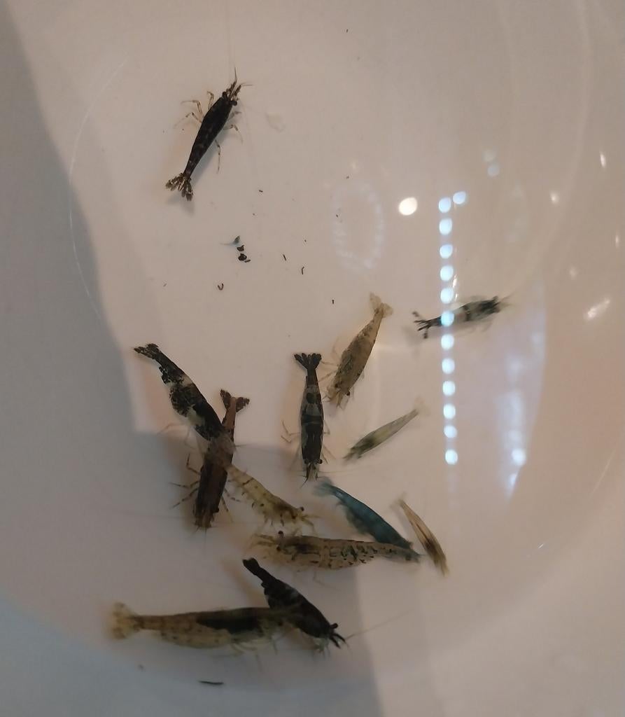 Garnalen mix, Kreeft, Krab of Garnaal, Zoetwatervis, Schoolvis
