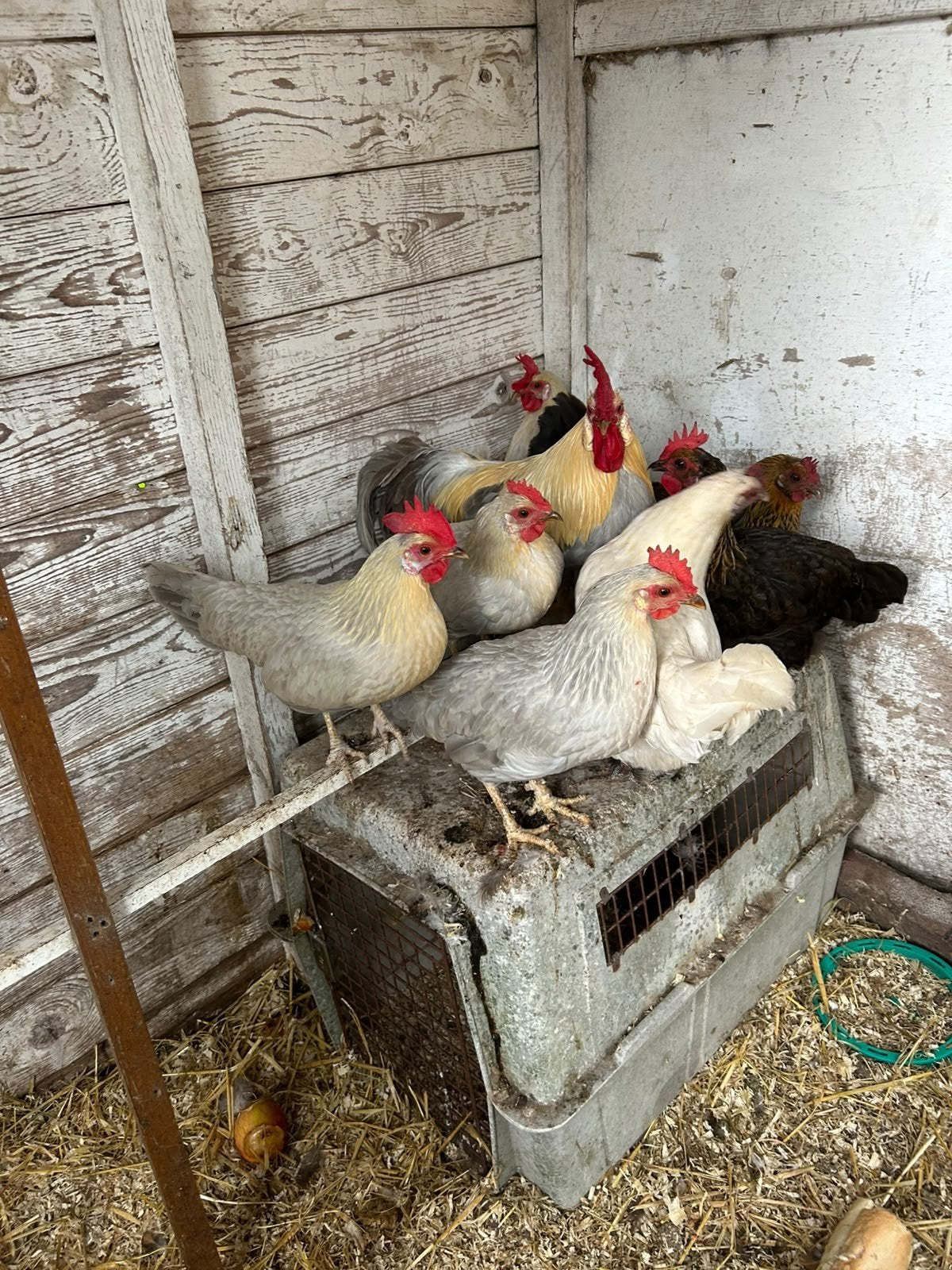 4 Leghorn Krielkippen + haantje, Dieren en Toebehoren, Vrouwelijk, Kip