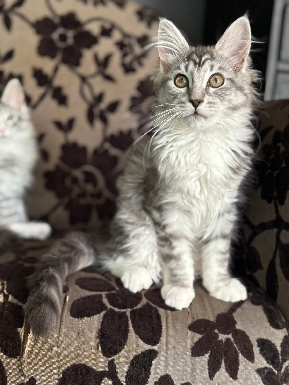 1 maine coon poesje te koop mag nu weg!, Poes, Gechipt