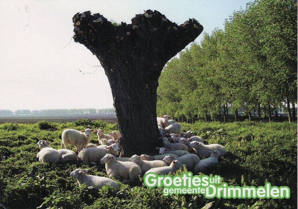Schapen rusten met elkaar 510, Verzamelen, Ophalen of Verzenden, 1980 tot heden, Gelopen, Overige soorten