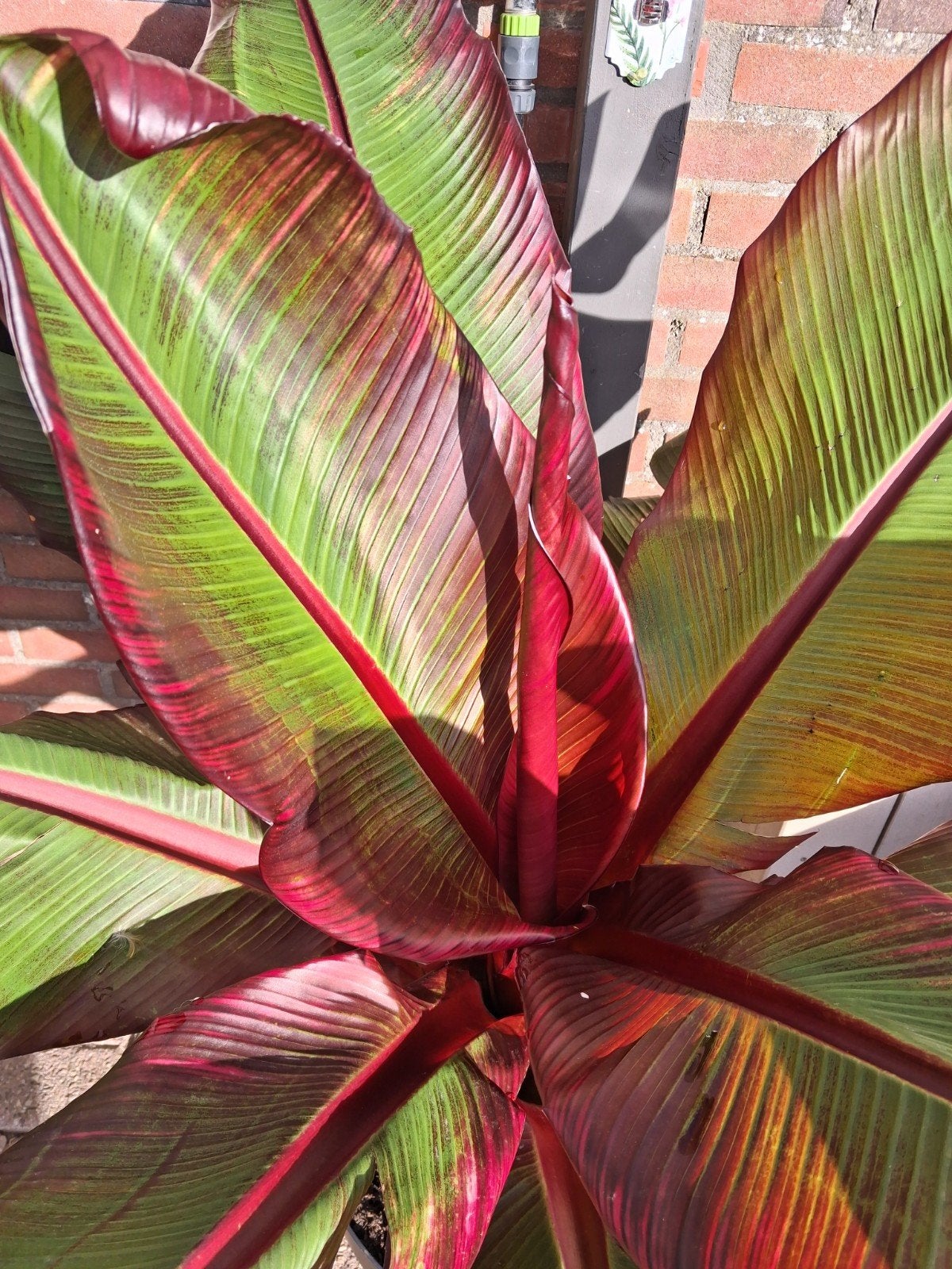 Ensete Maurelli, Overige soorten, 100 tot 250 cm, Zomer, Ophalen