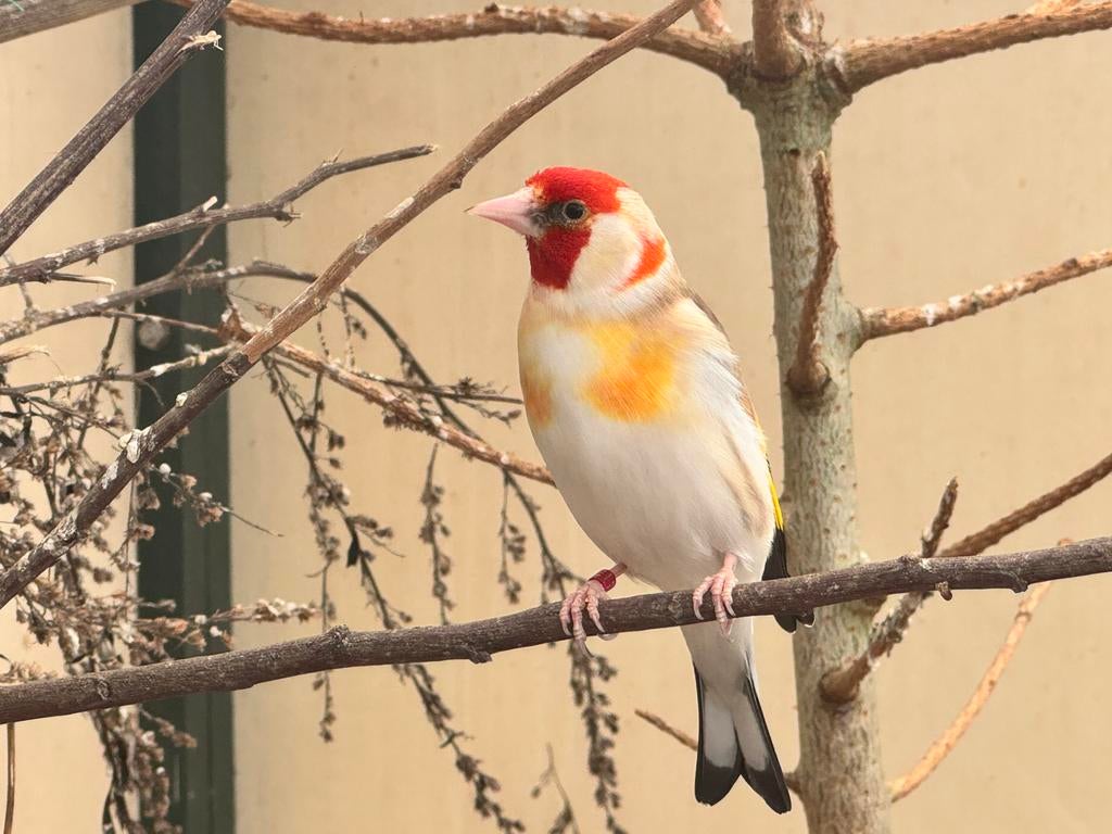 Grote witkopman putter 2024 goede zanger, Dieren en Toebehoren, Vogels | Overige Vogels, Mannelijk