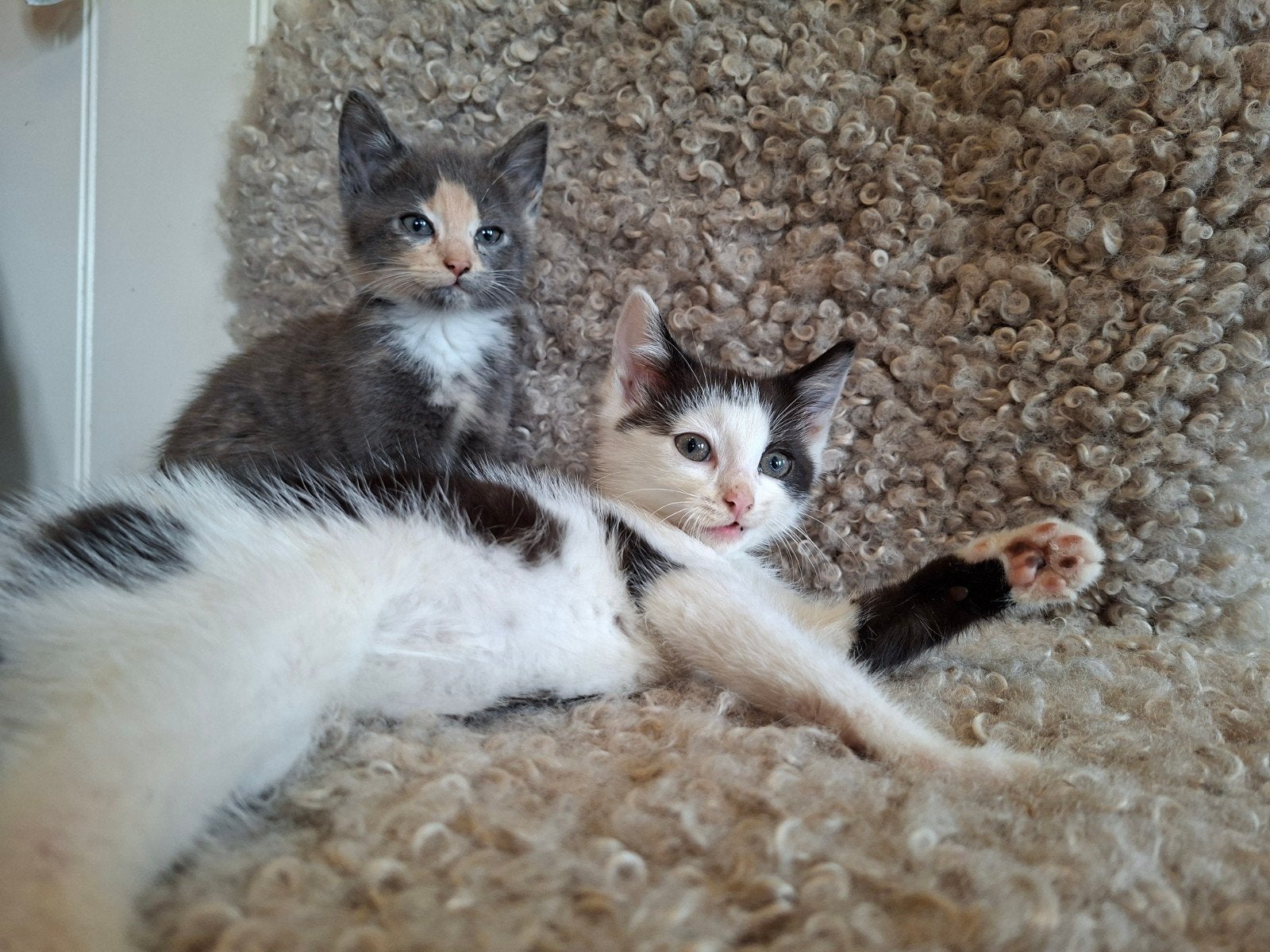 Lieve kittens, Meerdere dieren, Kortharig, 0 tot 2 jaar