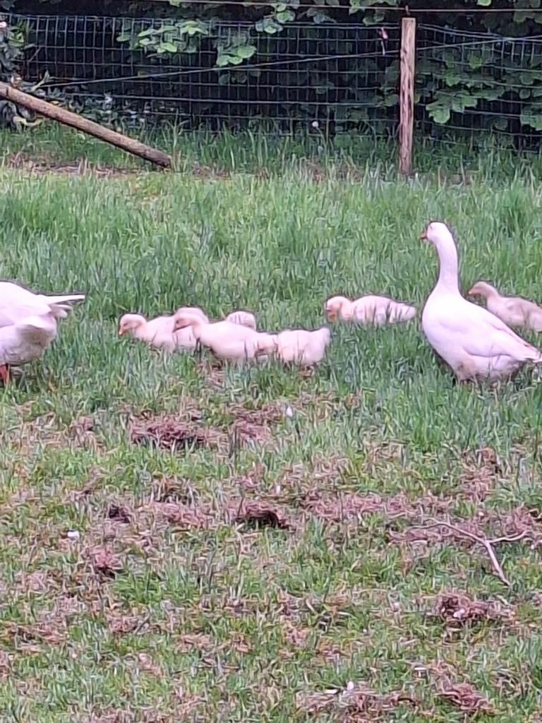 Boeren ganzen jongen te koop., Dieren en Toebehoren, Pluimvee