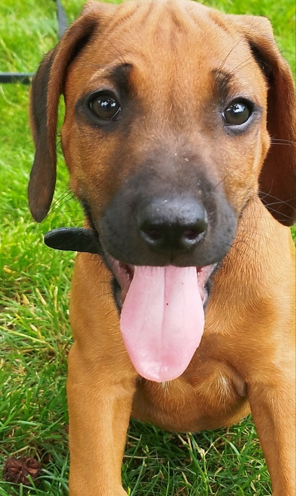 Rhodesian Ridgeback pups met STAMBOOM. !!SUPERMOOI REUTJE!!, Dieren en Toebehoren, Parvo, Overige rassen, 8 tot 15 weken, Meerdere
