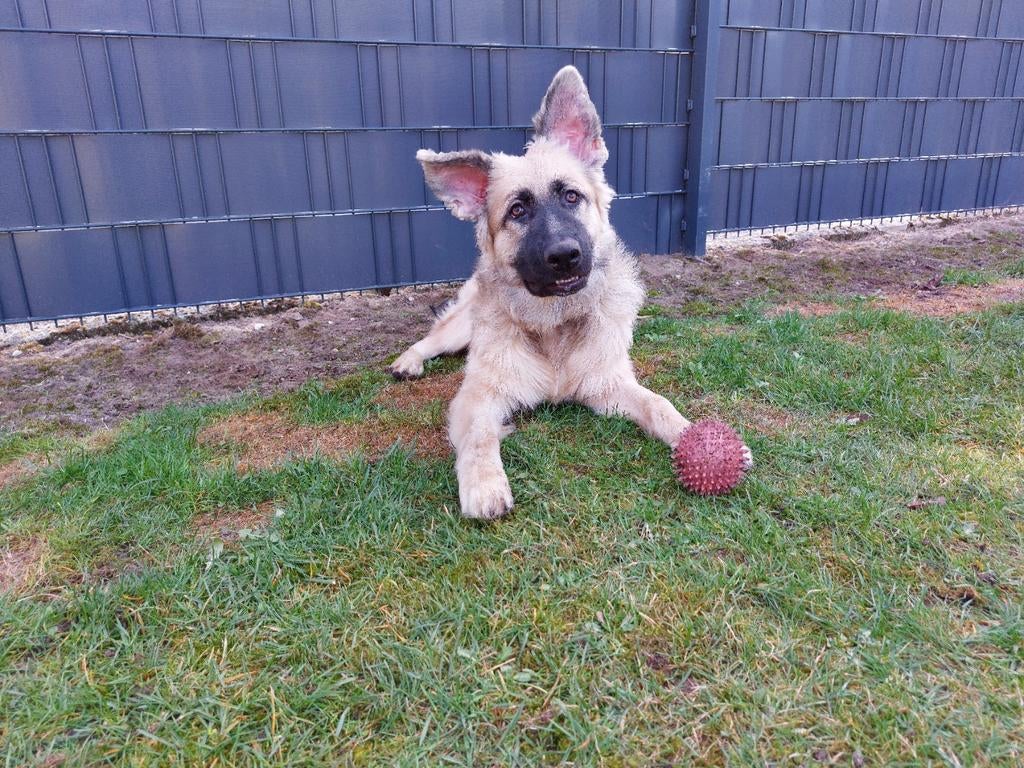 Zeer verlegen Duitse herder zoekt een nieuw huis, Dieren en Toebehoren, Honden | Niet-rashonden, Particulier, 15 weken tot 1 jaar