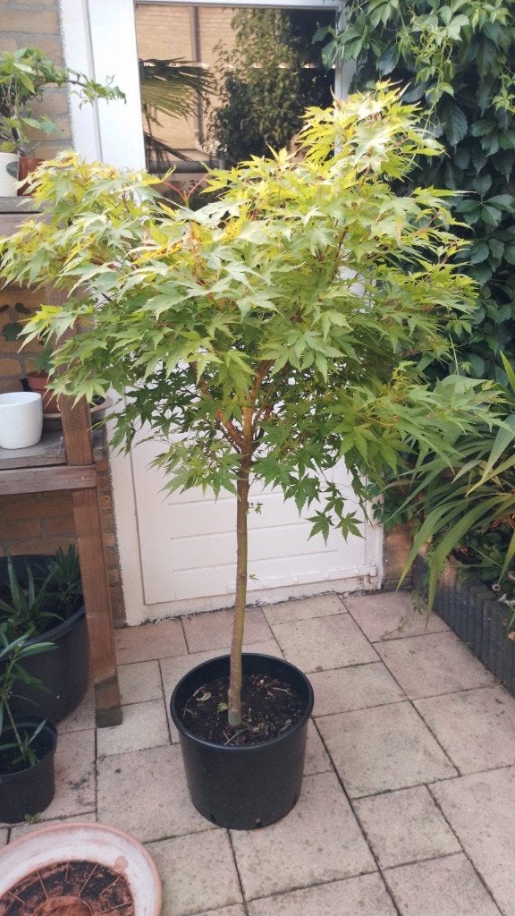 Acer Palmatum Sangokaku Boom, Bloeit niet, Halfschaduw, Overige soorten, 100 tot 250 cm