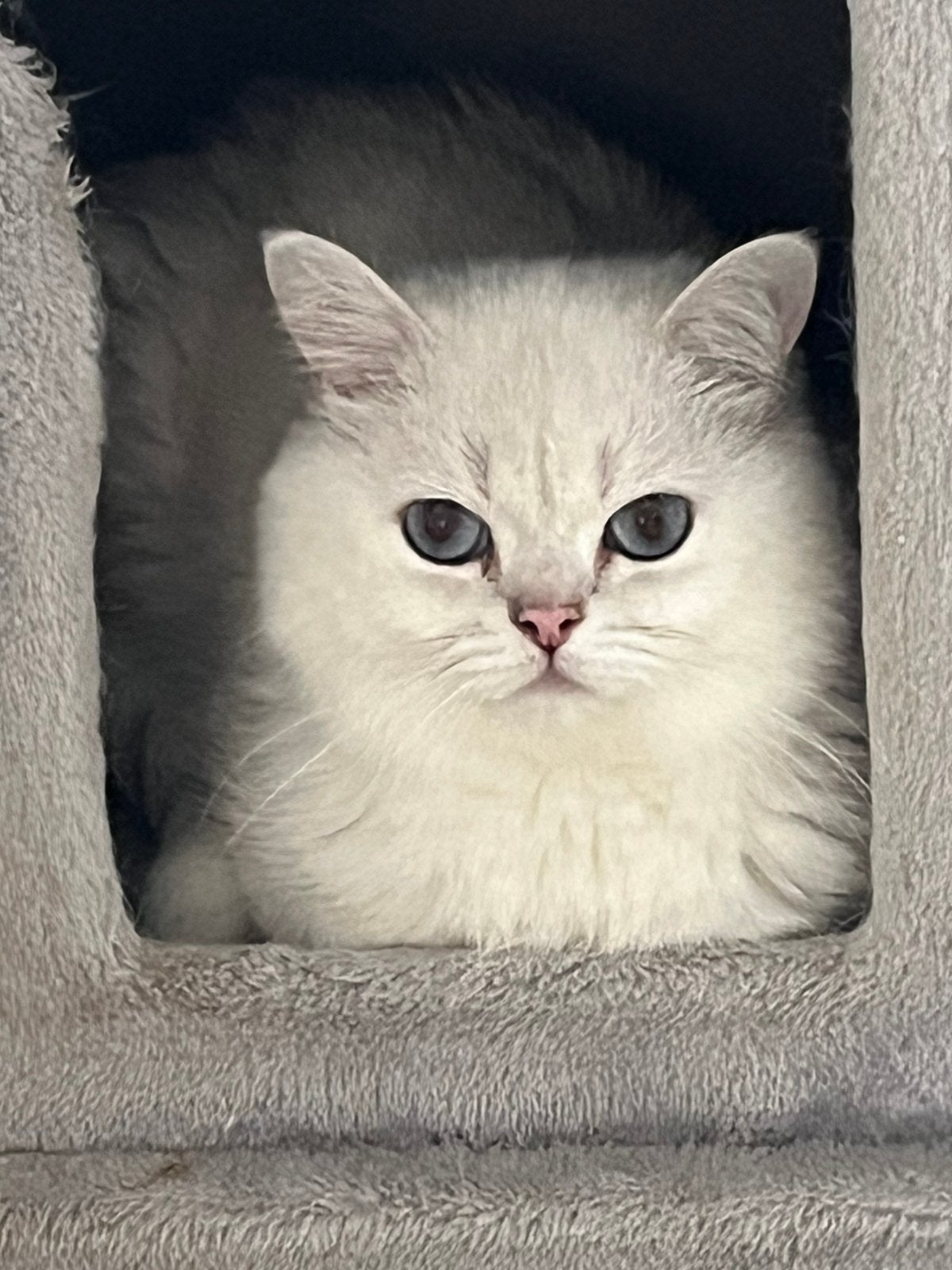 Britse korthaar (dek)kater silver shaded point te koop, Kater, Met stamboom