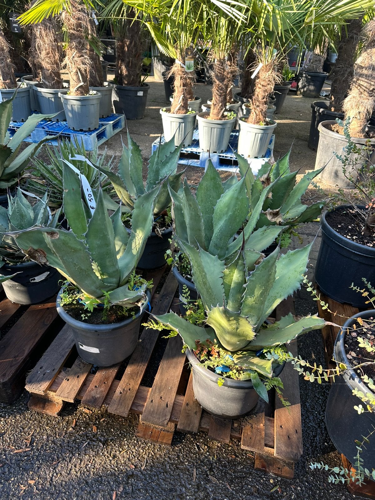 50% korting aanbieding opruiming, Tuin en Terras, Planten | Tuinplanten, Ophalen of Verzenden