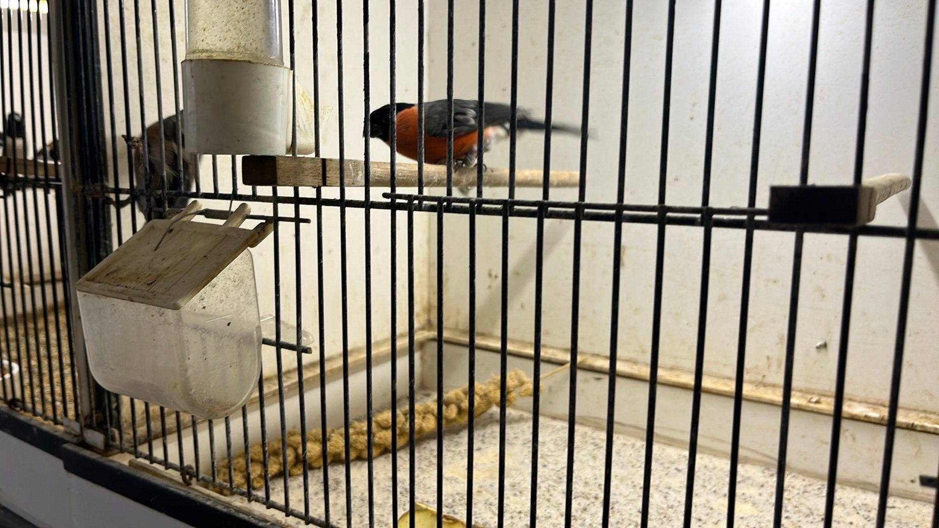 Koppel kleine goudvinken, Meerdere dieren, Geringd