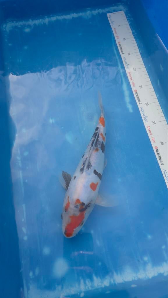 2 Japansekoi Doitsu Showa en Goshiki 30/35 cm, Karper of Koi
