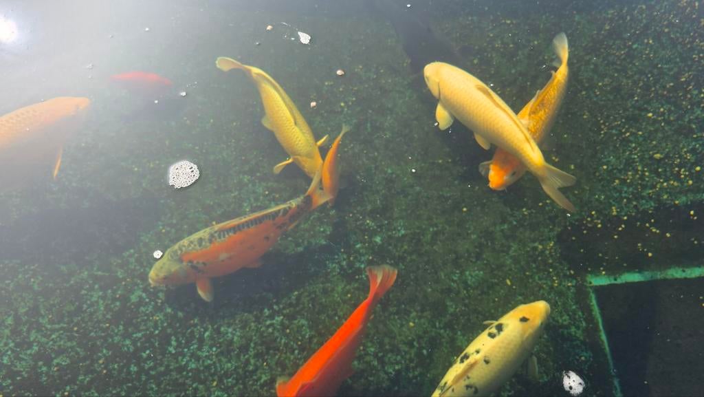 Complete koi vijver met toebehoren en koi's, Ophalen