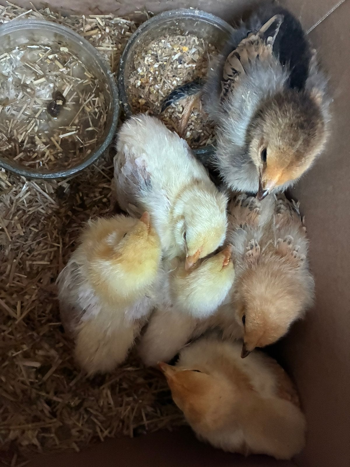 6 kuikens 18,- totaal zsm ophalen, Dieren en Toebehoren, Meerdere dieren, Kip