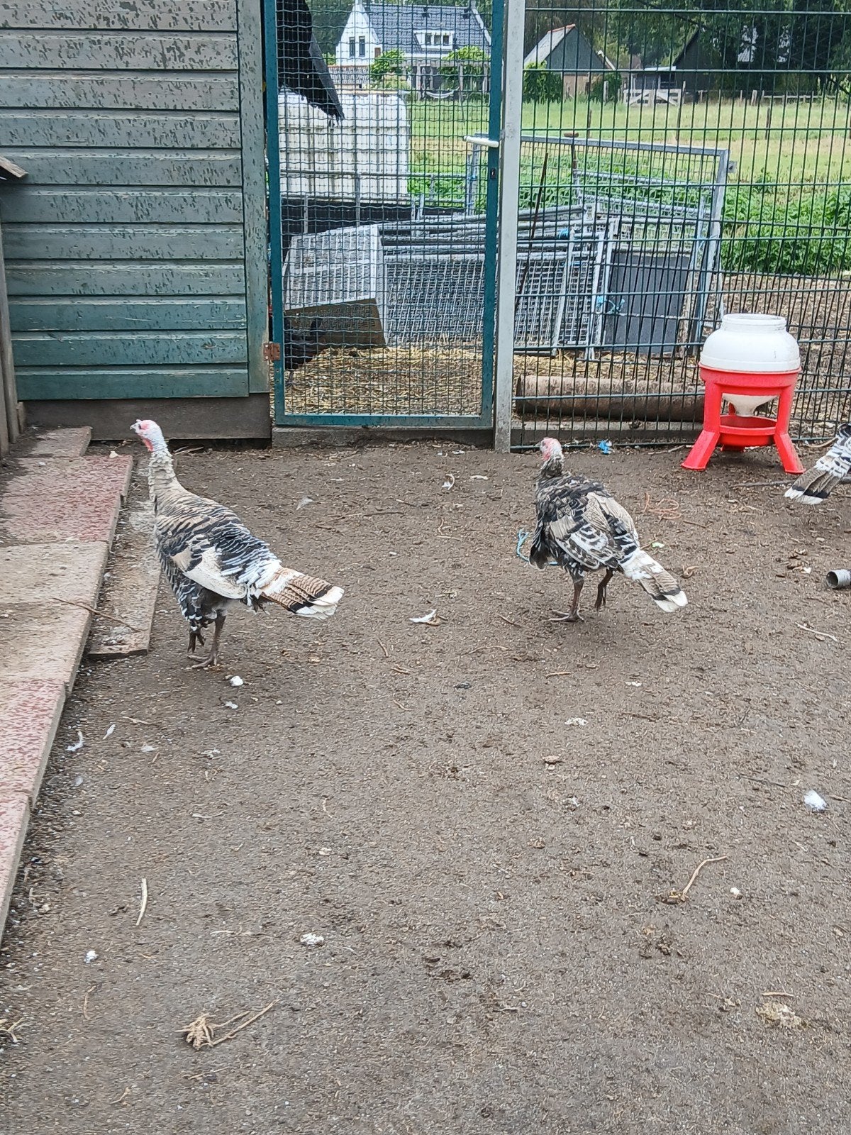 kalkoenen, Dieren en Toebehoren, Pluimvee