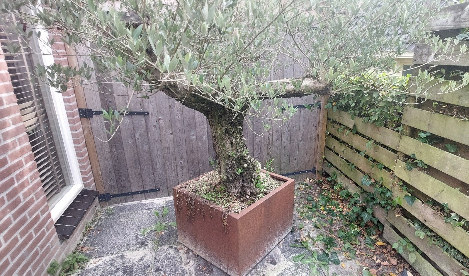Oude olijfboom in cortenstalen bak met wielen, Tuin en Terras, Volle zon, Vaste plant, Zomer, Ophalen