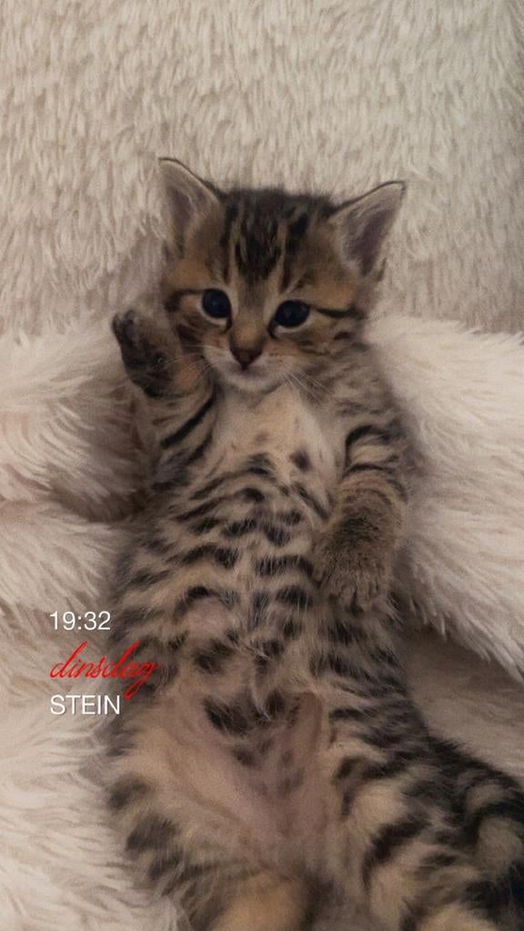Kittens te koop, Dieren en Toebehoren, Katten en Kittens | Raskatten | Langhaar, Meerdere dieren
