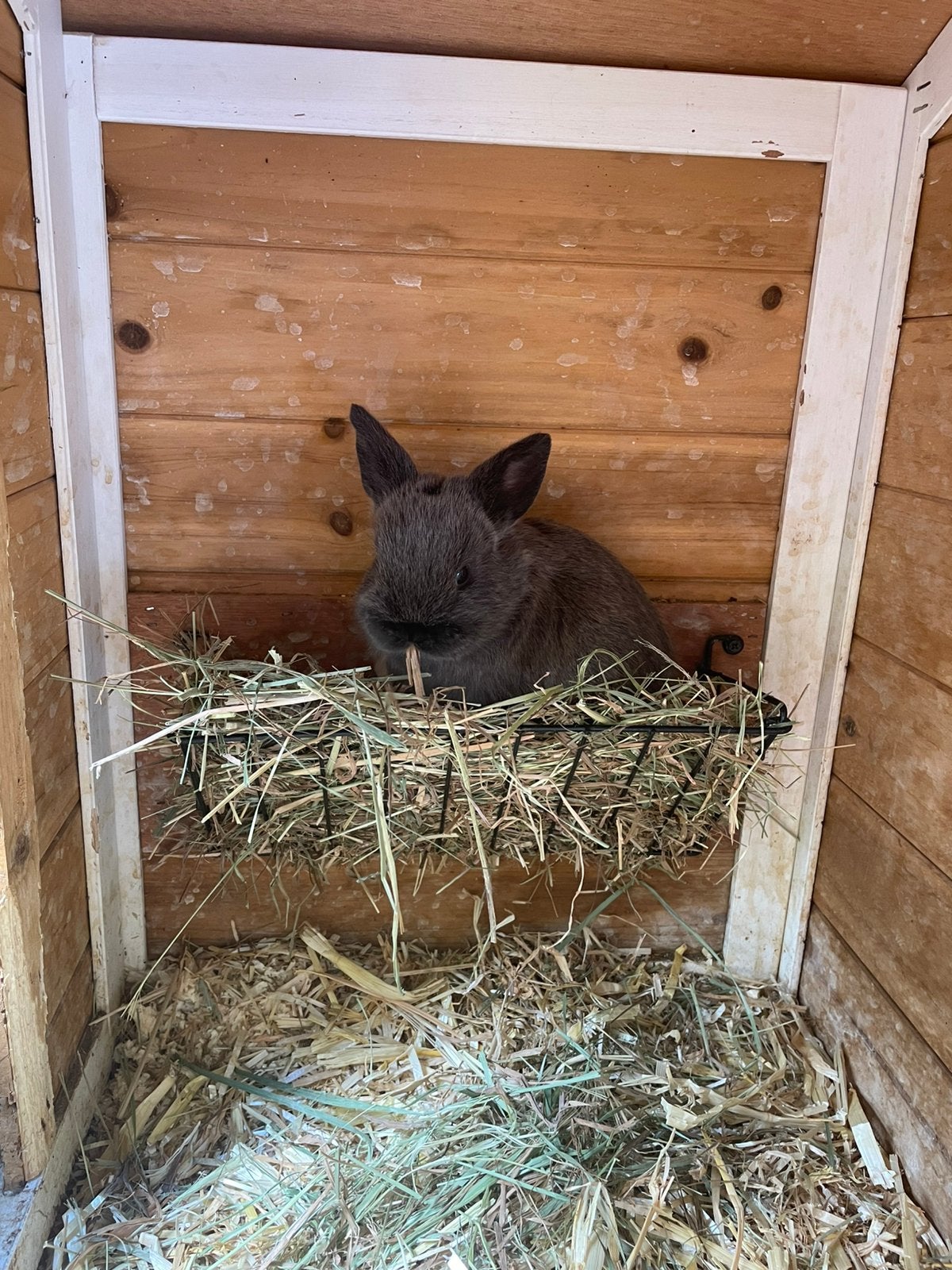 Baby konijntjes, Meerdere dieren, Dwerg, Hangoor