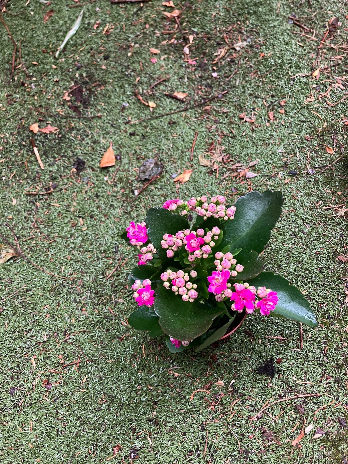 Kalanchoe vers van veiling., Huis en Inrichting, Kamerplanten, Overige soorten, In pot, Minder dan 100 cm, Bloeiende kamerplant