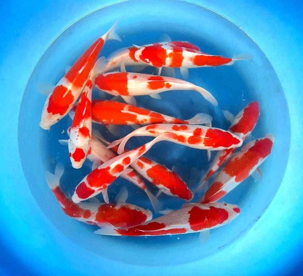 EINDE SEIZOENS UITVERKOOP: Koi tot 65% bij aantallen!, Dieren en Toebehoren, Vissen | Vijvervissen, Karper of Koi