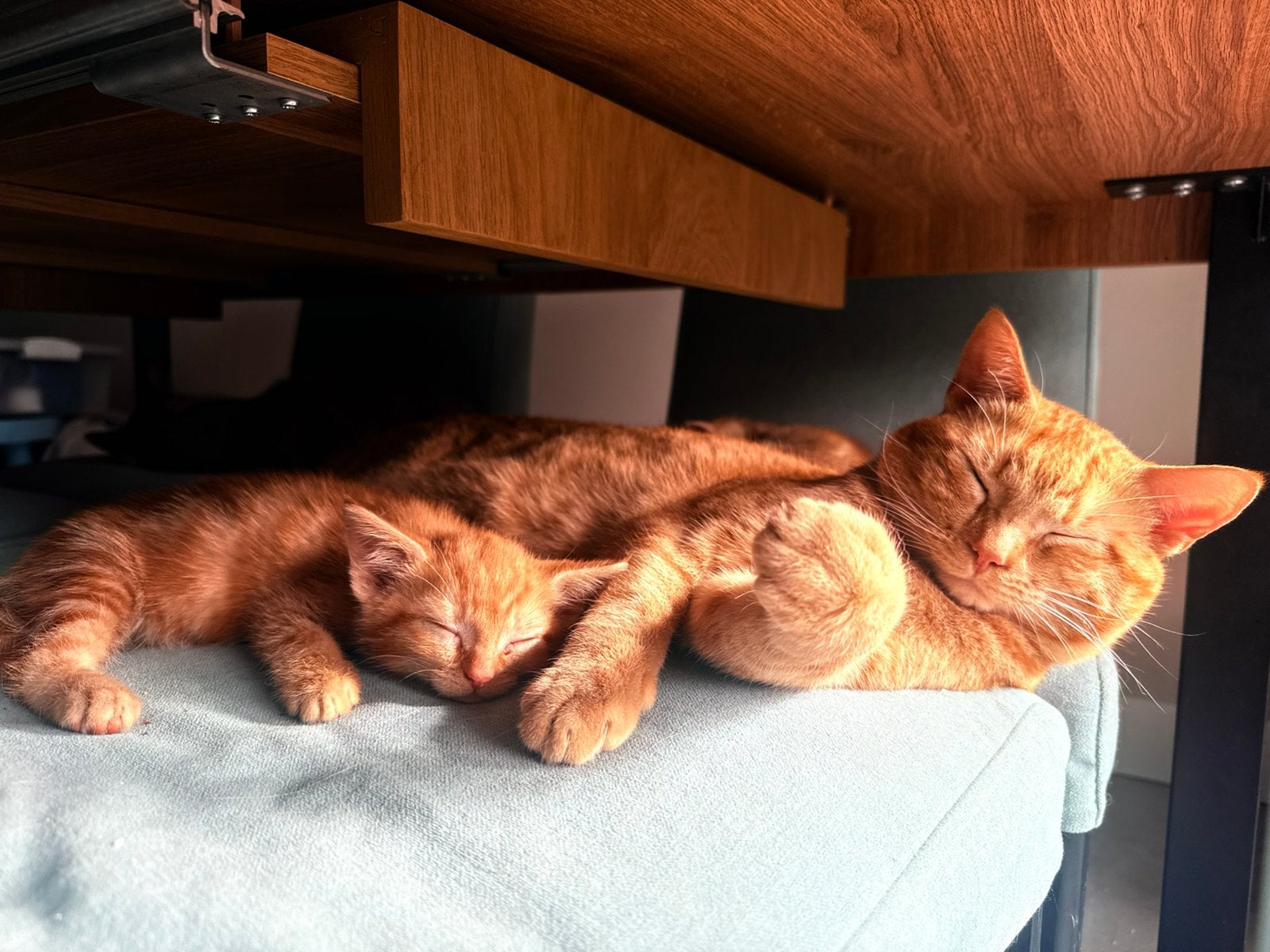 Perfect gesocialiseerde familie vriendelijke tabby kittens!, Meerdere dieren, Kortharig, 0 tot 2 jaar