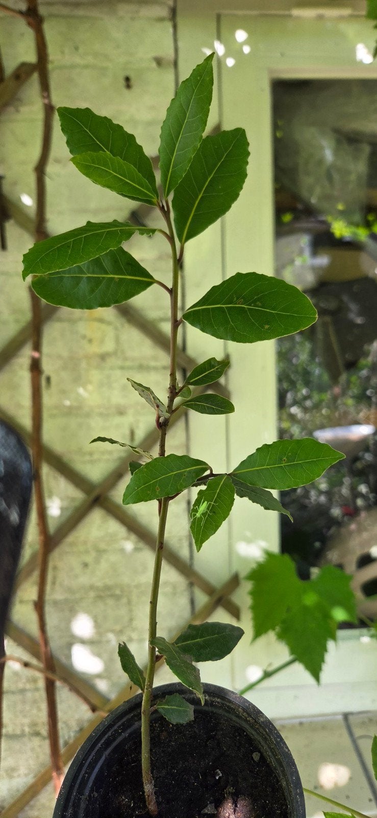 eetbaar! Laurierplant - Vers en Geurig, Ophalen