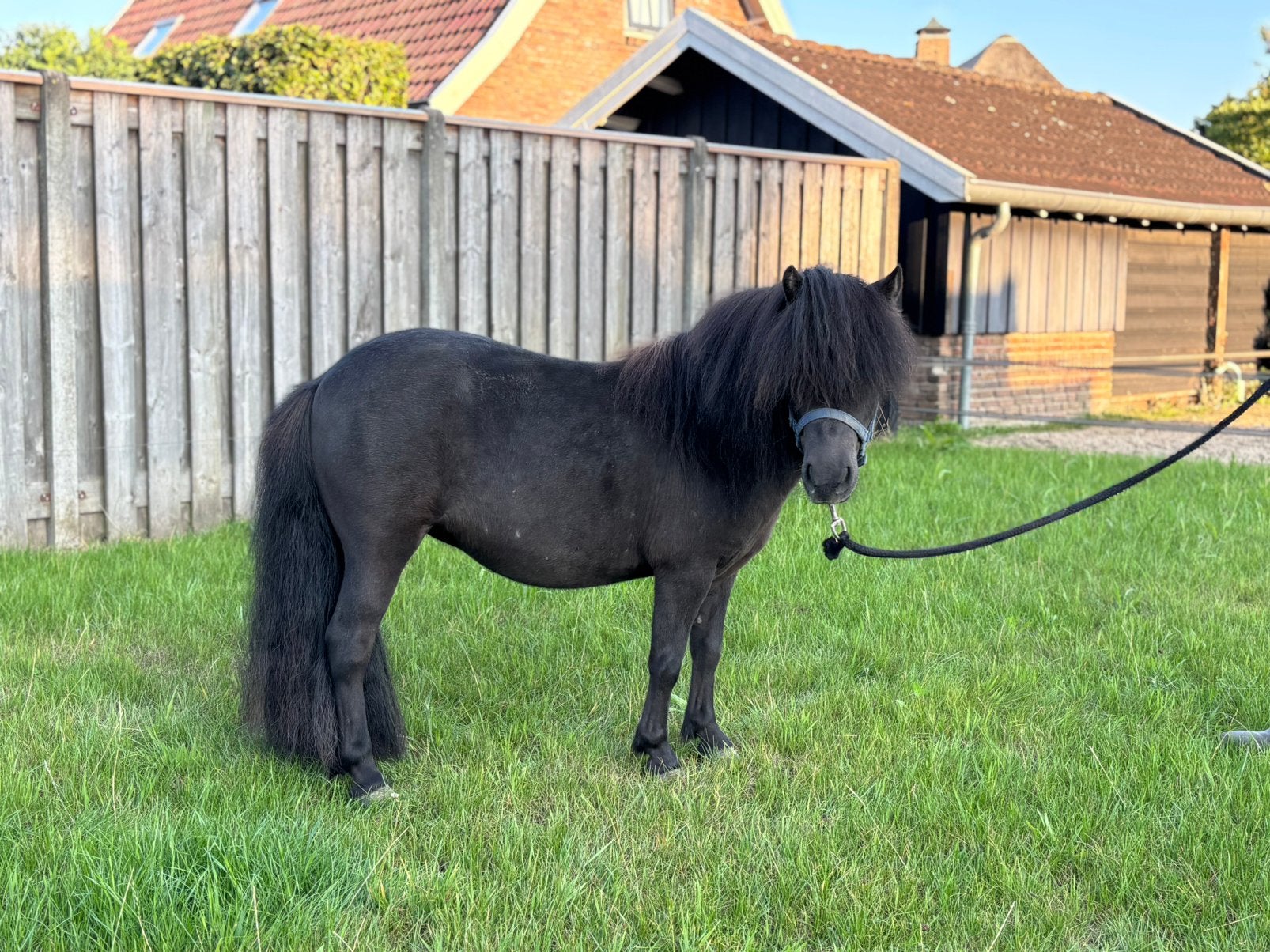 Te koop super leuke shetlander merrie, Merrie, Zadelmak, A pony (tot 1.17m), 3 tot 6 jaar