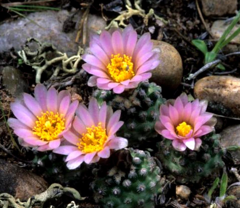 Aporocactus Delicate Stripes Mutter Anna - Rattenstaart  Kamerplanten   Marktplaats