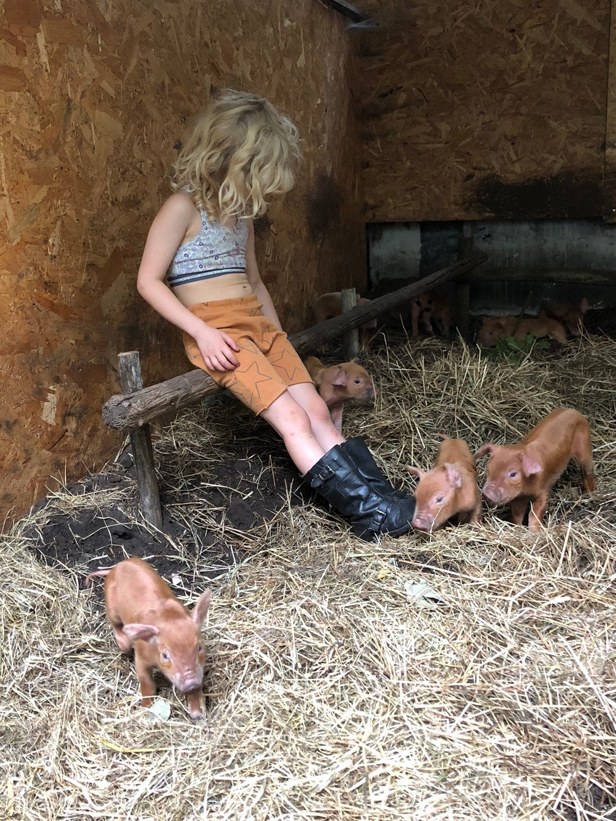 Te reserveren: tamworth x duroc kruising biggen, Vrouwelijk, Varken