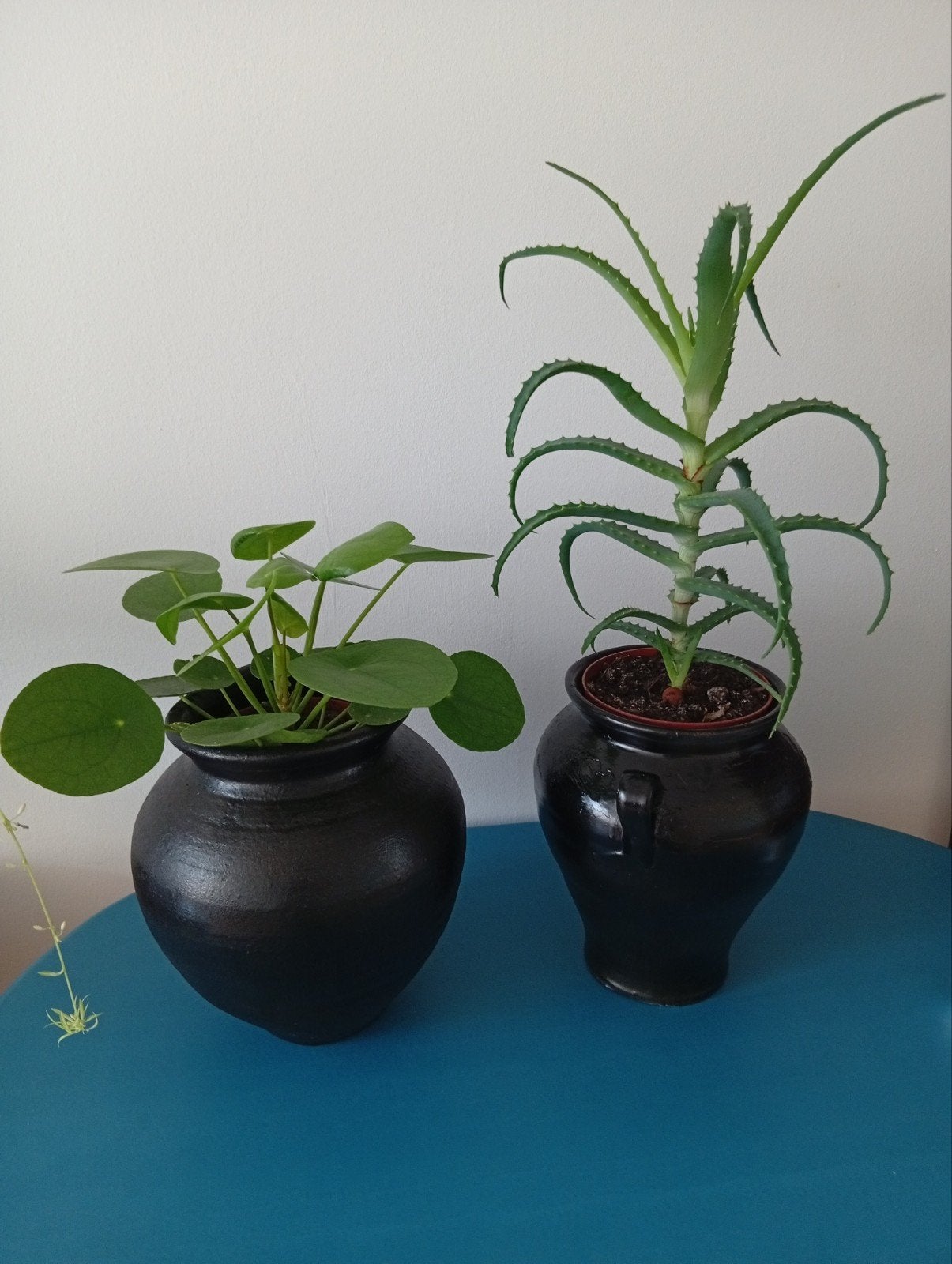 Pannenkoek plant , Aloë Vera boom., Tuin en Terras, Bloempotten, Ophalen of Verzenden, Rond, Aardewerk, Minder dan 25 cm