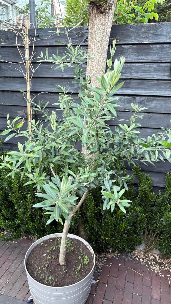 Jonge Olijfboom in pot - Mediterrane sfeer voor uw tuin, Lente, 100 tot 250 cm, Olijfboom, Ophalen
