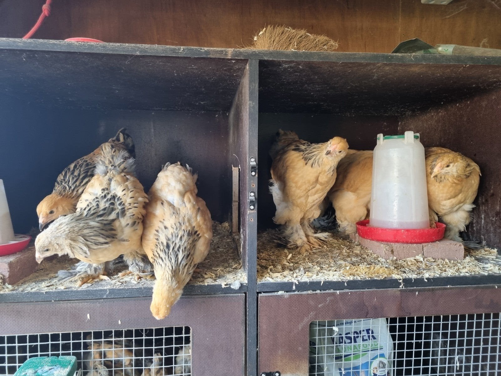 Brahma hen kuikens, Dieren en Toebehoren, Pluimvee, Vrouwelijk, Kip