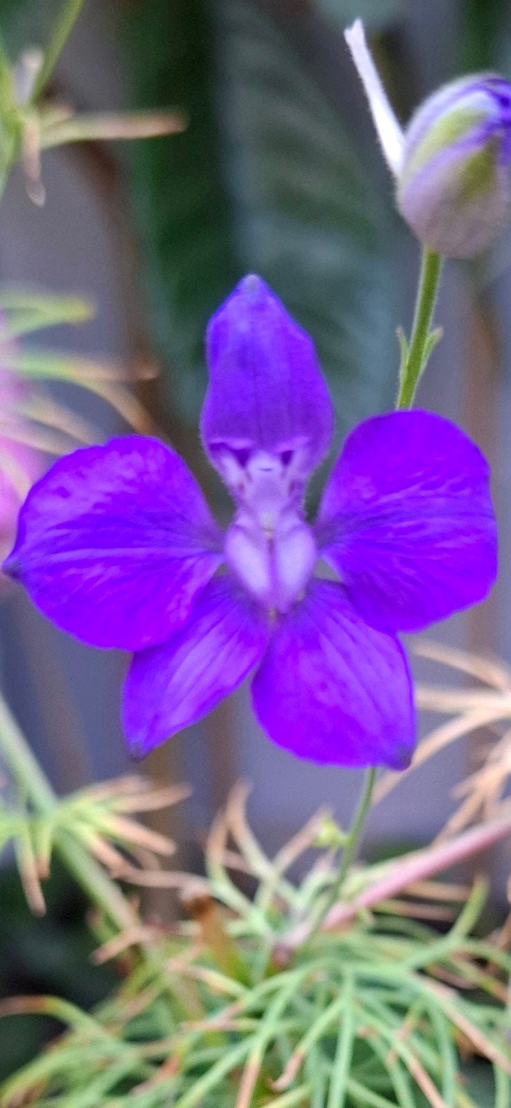 Ridderspoor zaden, Delphinium ajacis, Tuin en Terras, Verzenden, Volle zon