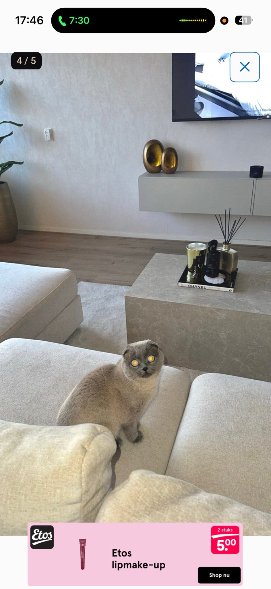 Kruising britsekorthaar, Dieren en Toebehoren, Kater, Kortharig, 0 tot 2 jaar