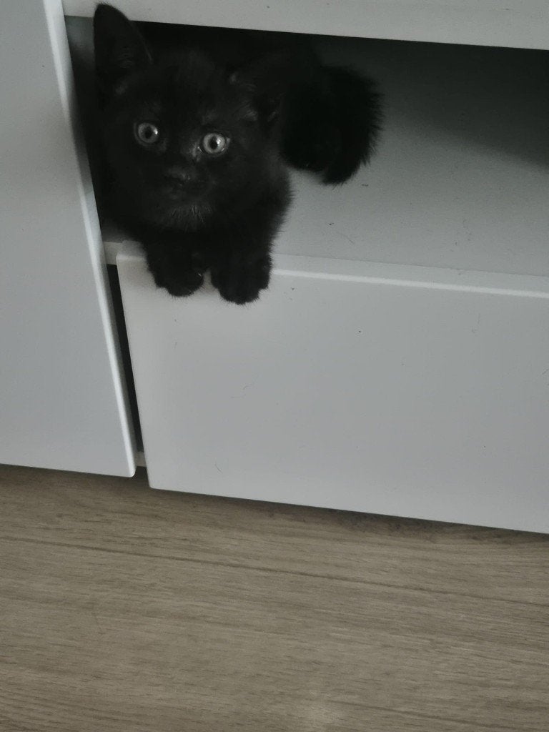 Kittens, Meerdere dieren, Ontwormd, 0 tot 2 jaar