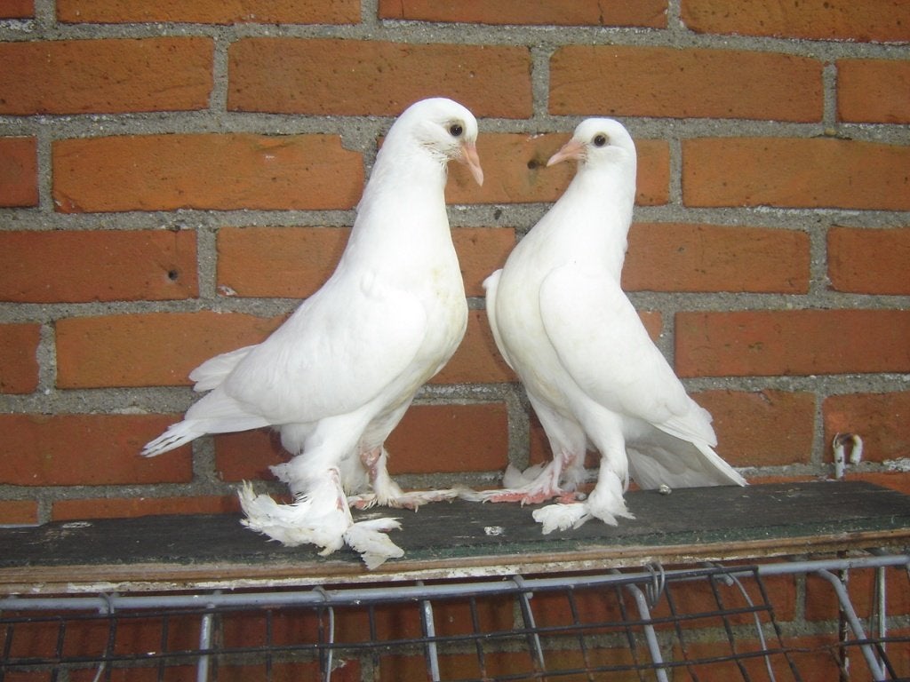 witte..duifjes, Dieren en Toebehoren, Vogels | Duiven, Geslacht onbekend, Overige soorten