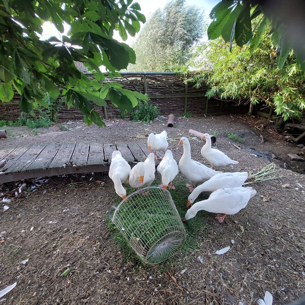 Ganzen, Geslacht onbekend, Gans of Zwaan