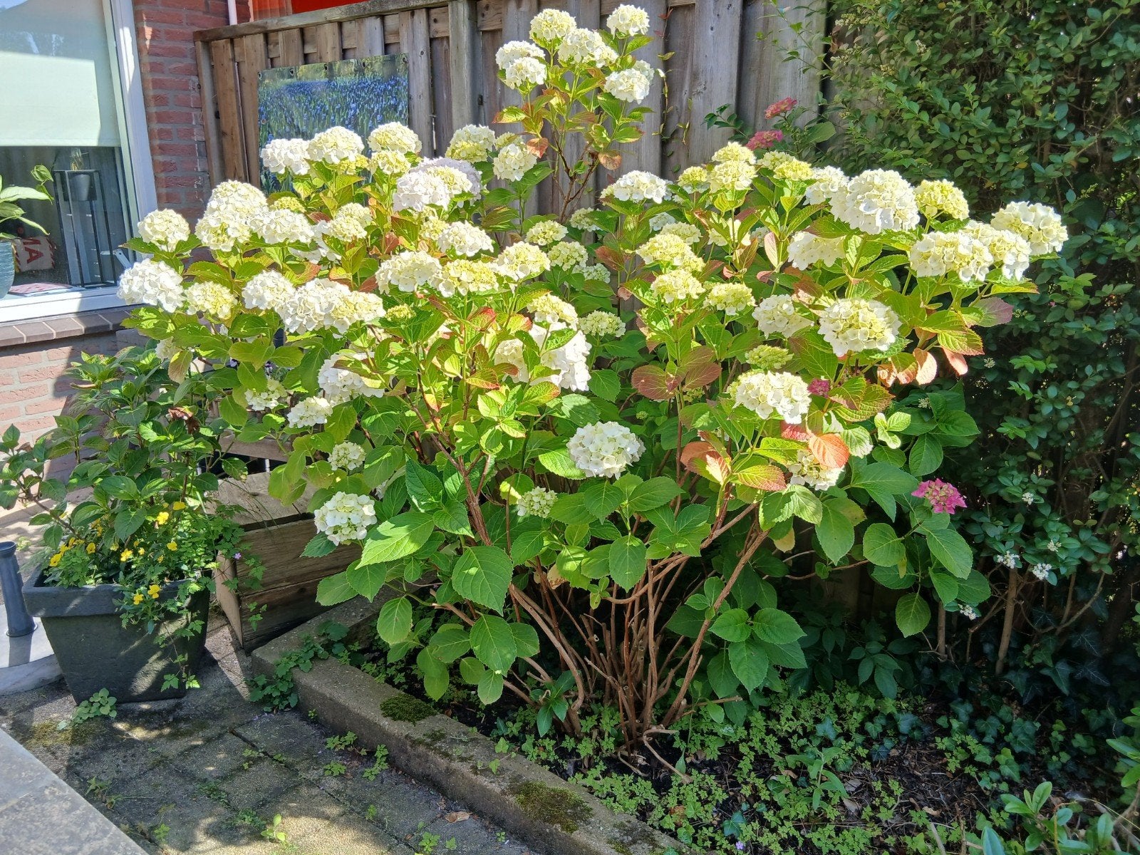 Hortensia's, Tuin en Terras, Ophalen of Verzenden, Overige soorten, Halfschaduw