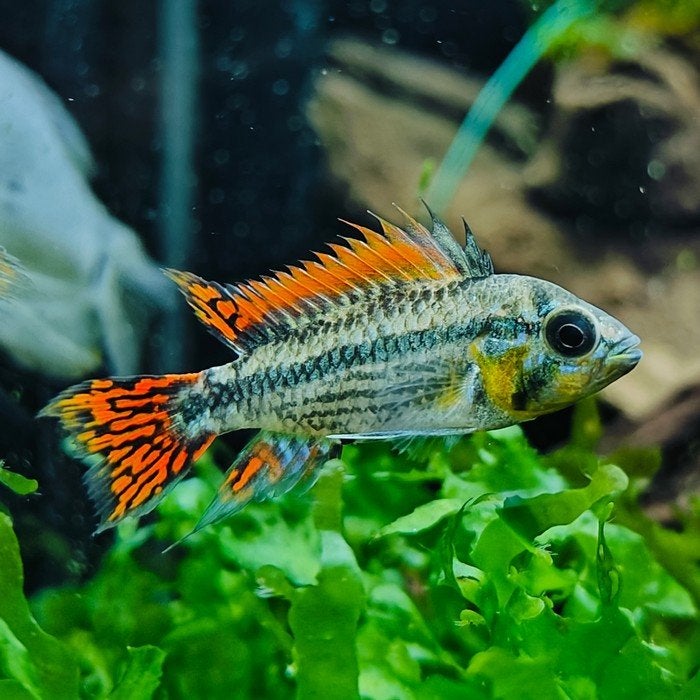 Apistogramma cacatouides, Vis