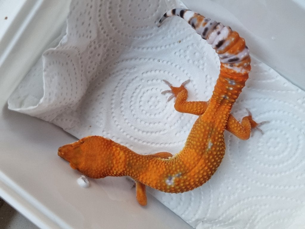 1.0 purple head mandarin het tremper luipaardgekko, Dieren en Toebehoren, Hagedis, 0 tot 2 jaar