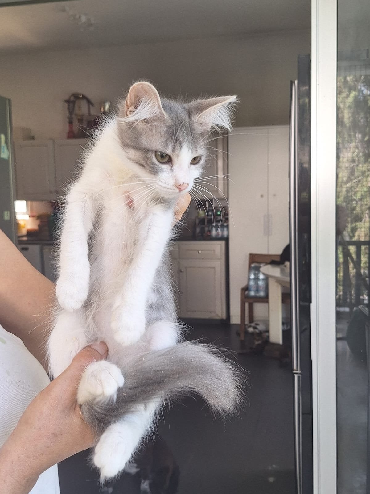 Mae 4 mnd (nog op Cyprus ) zoekt een fijn thuis, Poes