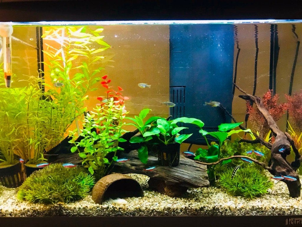 2 x klein aquarium + vissen (tropisch en koud), Dieren en Toebehoren, Vissen | Aquariumvissen, Vis, Zoetwatervis