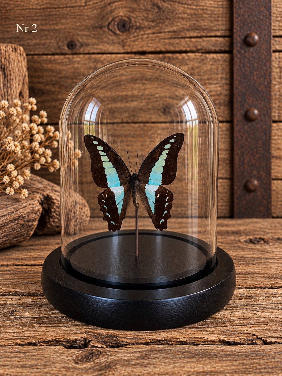 Vlinder in stolp, Ophalen of Verzenden, Nieuw, Insect, Opgezet dier