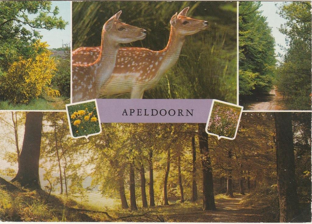 APELDOORN Bosgezichten Herten, Verzenden, 1960 tot 1980, Gelopen, Gelderland